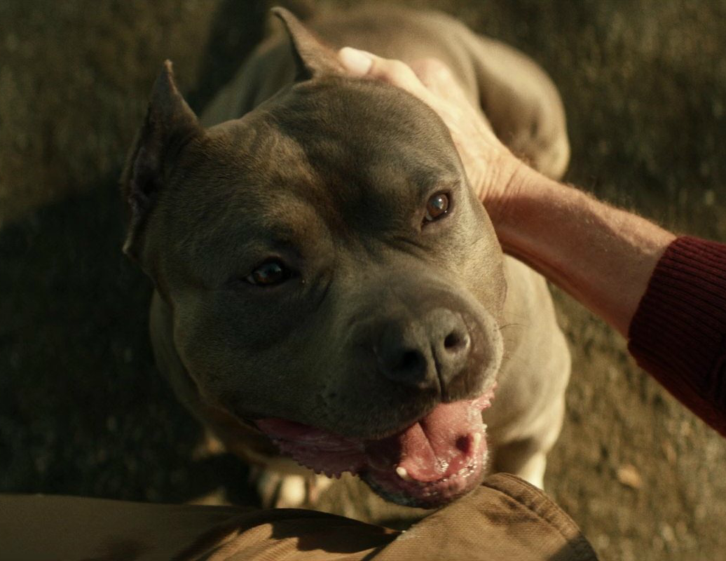 Number One (dog) | Memory Alpha | Fandom