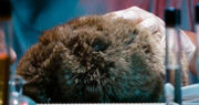 Revived Tribble