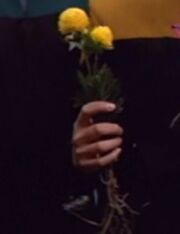 Chrysantheme