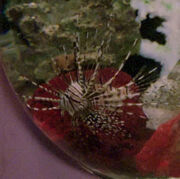 Livingston the lionfish, 2364