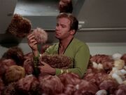 Kirk surrounded by Tribbles