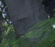 Tom carved into tree