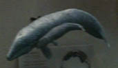 Gray whale model