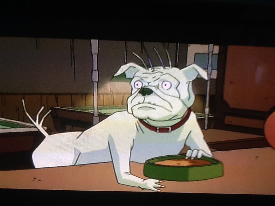 frank the pug in black frank the pug in black wiki fandom powered by wikia frank the pug in black frank the pug in black wiki fandom powered by wikia