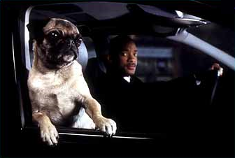 in black frank the pug frank the pug in black wiki fandom powered by wikia in black frank the pug frank the pug in black wiki fandom powered by wikia
