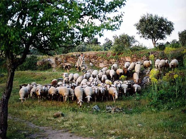 Arquivo:Pastor com as ovelhas no pasto.jpg