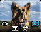 Adogicon