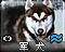 Dogicon