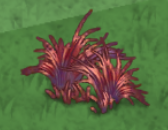 Old Ruby Plains Grass