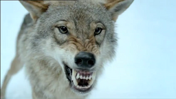 Magic wolf