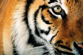 Tig