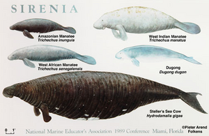Sirenia