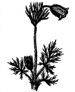 Gorfon