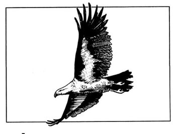 Echohawk