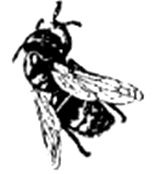 Scorpionfly