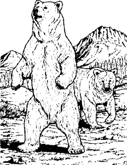Bear2