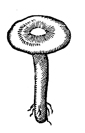 Whitedstortyer