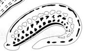 Leeches