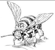 Bee