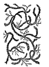 Laicahwan