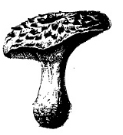 Blackcackler