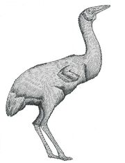 Chamberbird