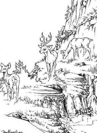 Deer