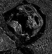 Moria Fallen Dwarf1
