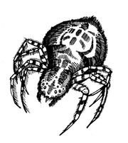 Mirdwspider