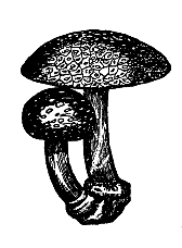 Gorkin
