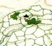Carnilsestate
