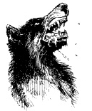 Wolf1
