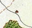 Thistledow
