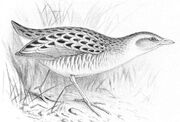 Crake