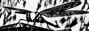 Giantdragonfly