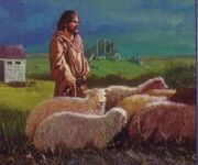 Sheep2