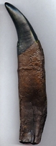 Tyrannosaurus rex tooth