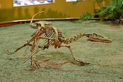 Velociraptor Wyoming Dinosaur Center
