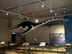 Eromangasaurus-australis