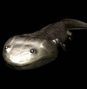 Koolasuchus p1