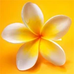 User:Achris/FullPage