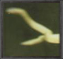 Schlange i solidsnake
