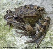 Rana Subaspaera
