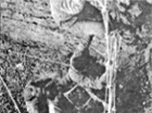 FOXHOUND Mountain Climbing drill