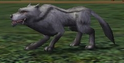 Lupo grigio