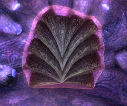 Phaaze door