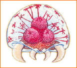 Metroid larve