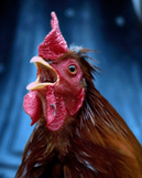Chickenhawk animated