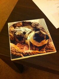 Pugs