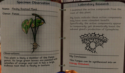 Fleshy rooted plant notes